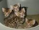 Bengal Cats for sale in Cambridge, MA, USA. price: $400