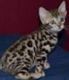 Bengal Cats for sale in Cambridge, MA, USA. price: $400