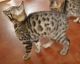 Bengal Cats for sale in Beaumont, TX, USA. price: NA