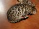 Bengal Cats for sale in Anchorage, AK, USA. price: NA