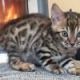 Bengal Cats for sale in Bay City, OR 97107, USA. price: NA