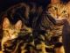 Bengal Cats for sale in Brandon, FL, USA. price: NA