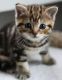 Bengal Cats for sale in Clearwater, FL, USA. price: NA