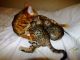 Bengal Cats for sale in Bondurant, WY, USA. price: NA