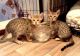 Bengal Cats for sale in Montgomery, AL, USA. price: NA