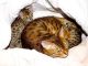 Bengal Cats for sale in Syracuse, NY, USA. price: NA