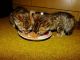 Bengal Cats for sale in Acton, ME, USA. price: NA