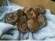 Bengal Cats for sale in Waterbury, CT, USA. price: NA