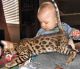 Bengal Cats for sale in Orlando, FL, USA. price: NA