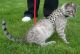 Bengal Cats for sale in Akron, CO 80720, USA. price: NA