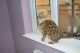 Bengal Cats for sale in Akron, CO 80720, USA. price: NA
