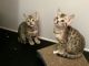 Bengal Cats for sale in Afton, WY 83110, USA. price: NA
