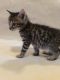 Bengal Cats for sale in Millen, GA 30442, USA. price: NA