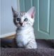 Bengal Cats for sale in Bridgeport, CT, USA. price: NA
