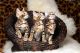 Bengal Cats for sale in Hartford, CT, USA. price: NA