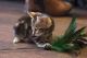 Bengal Cats for sale in Stamford, CT, USA. price: NA