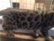 Bengal Cats for sale in Meriden, CT, USA. price: NA