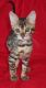 Bengal Cats for sale in San Bernardino, CA, USA. price: NA