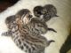 Bengal Cats for sale in Corona, CA, USA. price: NA