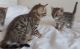 Bengal Cats for sale in Charlotte, NC, USA. price: NA