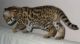 Bengal Cats for sale in Concord, CA, USA. price: NA