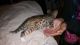 Bengal Cats for sale in Tacoma, WA, USA. price: $750