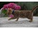 Bengal Cats for sale in West Palm Beach, FL, USA. price: NA