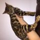 Bengal Cats for sale in Little Rock, AR, USA. price: $350