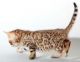 Bengal Cats for sale in Savonlinna, Finland. price: 210 EUR