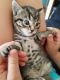 Bengal Cats for sale in Minneapolis, MN, USA. price: $200