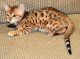 Bengal Cats for sale in Bolingbrook, IL, USA. price: NA