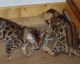 Bengal Cats for sale in Pittsburgh, PA, USA. price: $350