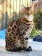 Bengal Cats for sale in Deal Island, MD 21821, USA. price: $250