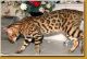 Bengal Cats for sale in Deal Island, MD 21821, USA. price: $250