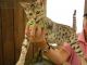 Bengal Cats for sale in Deal Island, MD 21821, USA. price: $300