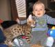 Bengal Cats for sale in Springfield, MA, USA. price: NA