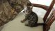 Bengal Cats for sale in Groton, SD 57445, USA. price: NA