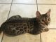 Bengal Cats for sale in Fresno, CA, USA. price: NA