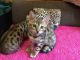 Bengal Cats for sale in Austin, TX, USA. price: $420