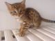 Bengal Cats for sale in Akeley, MN 56433, USA. price: NA