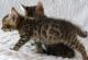 Bengal Cats for sale in Austin, TX, USA. price: $300
