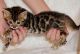 Bengal Cats for sale in Austin, TX, USA. price: NA