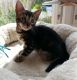 Bengal Cats for sale in Adairsville, GA 30103, USA. price: NA