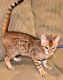 Bengal Cats for sale in Bolingbrook, IL, USA. price: NA