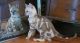 Bengal Cats for sale in Cadillac, MI 49601, USA. price: NA