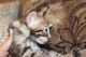 Bengal Cats for sale in El Paso, TX, USA. price: NA
