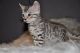 Bengal Cats for sale in Agua Dulce, CA 91390, USA. price: NA