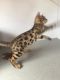 Bengal Cats for sale in Hwy 6, Sugar Land, TX, USA. price: $500