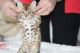 Bengal Cats for sale in Lincoln Park, MI, USA. price: NA