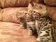 Bengal Cats for sale in Sacramento, CA, USA. price: NA